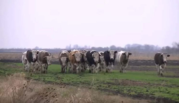 Општина продаје заплењено говече